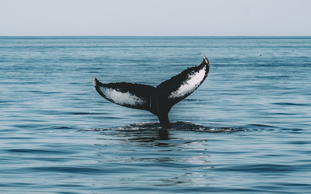 a whale tail flups out of the water